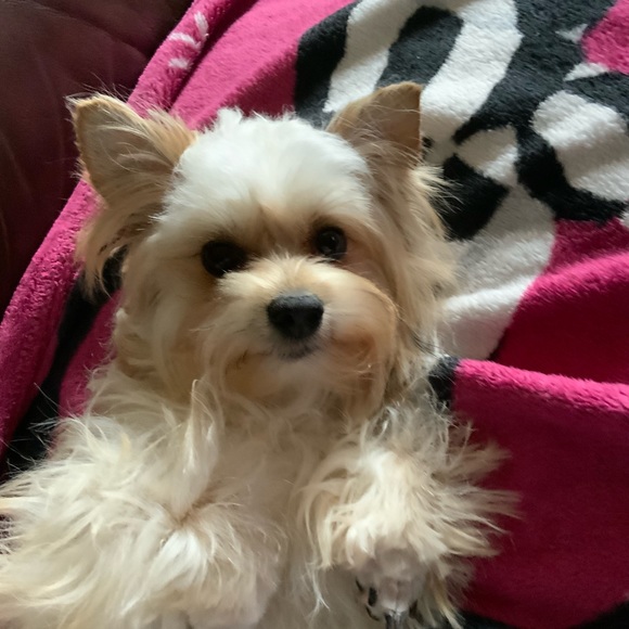 Meet your Posher, Ellie - Picture 3 of 5